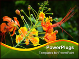PowerPoint Template - Brilliant orange orchid in mid-bloom, against a lush green background, taken in Amazon Rainforest