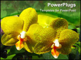 PowerPoint Template - Two gorgeous yellow orchids side by side macro with a large green house background.