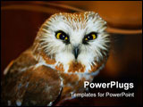 PowerPoint Template - Saw Whet Owl in the wild from Michigan