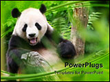 PowerPoint Template - A smiling panda bear in a zoo, framed by leaves.