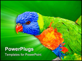 PowerPoint Template - A closeup shot of a Rainbow Lorikeet.
