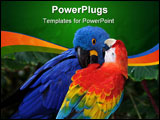 PowerPoint Template - this red macaw seems to be telling the big boy (blue macaw) a thing or two