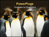 PowerPoint Template - A group of King Penguins huddle for a meeting.
