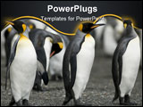 PowerPoint Template - Three penguins standing on the edge of the colony each looking in different directions.