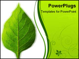 PowerPoint Template - a perfect backlit leaf on white background.