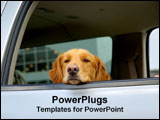 PowerPoint Template - A Golden Retriever puts his head out the window of a car.