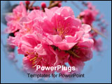 PowerPoint Template - Beautiful pink cherry flowers inflorescence