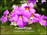 PowerPoint Template - Bunch of pink flowers on the sun