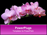 PowerPoint Template - an image of pink orchids against black background