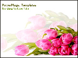 PowerPoint Template - Bright pink tulips lay on a white background.
