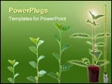 PowerPoint Template - Growth tiny to large... three plants on the way up!