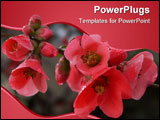 PowerPoint Template - pomegranate flowers