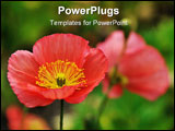PowerPoint Template - red iceland poppy flowers naturalized in garden