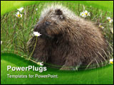 PowerPoint Template - This is a perfect snapshot of catching a porcupine in action as it smells a daisy