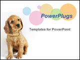 PowerPoint Template - English cocker spaniel puppy sitting in front of a white background