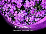 PowerPoint Template - violet flowers at the meadow, garden, field