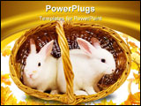 PowerPoint Template - Two white rabbits in basket. Isolated on white background