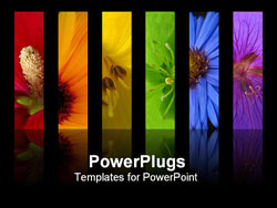 PowerPoint Template - flower rainbow is made on different flowers