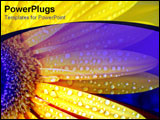 PowerPoint Template - Vibrant yellow daisy flecked with raindrops.