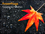 PowerPoint Template - a red japanese maple leaf among raindrops