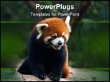 PowerPoint Template - Red panda bear (also called lesser panda) watching.