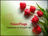 PowerPoint Template - red tulips
