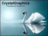 PowerPoint Template - Serene swan gliding on water.