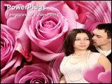 PowerPoint Template - Pink - purple bouquet of roses in a close up detail