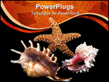 PowerPoint Template - seashell composition on black background