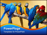PowerPoint Template - acaw parrots on a perch. six blue and yellow macaw(ara ararauna) and one red and green macaw(ara ch