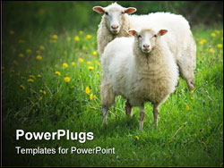 PowerPoint Template - sheep in green grass field with yellow dandelions