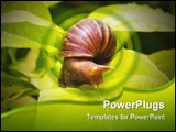 PowerPoint Template - snail on banana palm green leaf closeup