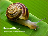 PowerPoint Template - snail on banana palm green leaf closeup