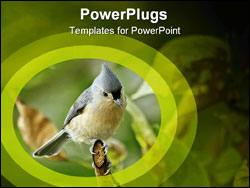 PowerPoint Template - Tufted titmouse (Baeolophus bicolor) perched on a tree branch