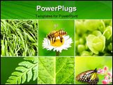 PowerPoint Template - Spring collage background. All image belongs to me.