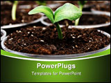 PowerPoint Template - Fresh green pumpkin sprouts in the pots