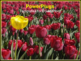 PowerPoint Template - single yellow tulip in sea of red