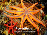 PowerPoint Template - north pacific starfish found in tidepools along alakskan peninsula.