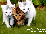 PowerPoint Template - Cats walk in synchrosy.