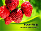 PowerPoint Template - plantation of the ripe strawberry in my garden
