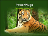 PowerPoint Template - e wait to get close from our car to this wild animal which is famously named Tiger. It shows how st