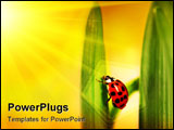 PowerPoint Template - Ladybug climbing tulip leaf with sun rays