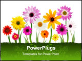 PowerPoint Template - Group of colorful summer daisies on stems isolated on white