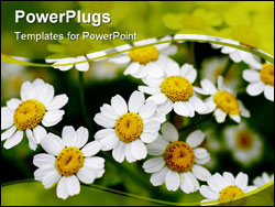 PowerPoint Template - a close up shot of daisies in summertime