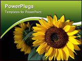PowerPoint Template - shining sunflower on the black background