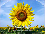 PowerPoint Template - Sunny sunflowers against the sky in hot summer
