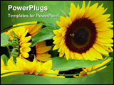 PowerPoint Template - sunflowers