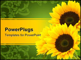 PowerPoint Template - three sunflowers isolated on a white background right corner of a page