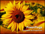PowerPoint Template - in a field of beautiful yellow sunflowers