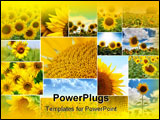 PowerPoint Template - Collage of several colorful sunflower pictures with white border